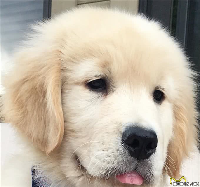 狗狗最渴望得到的是主人的口头表扬还是主人的抚摸表扬呢?