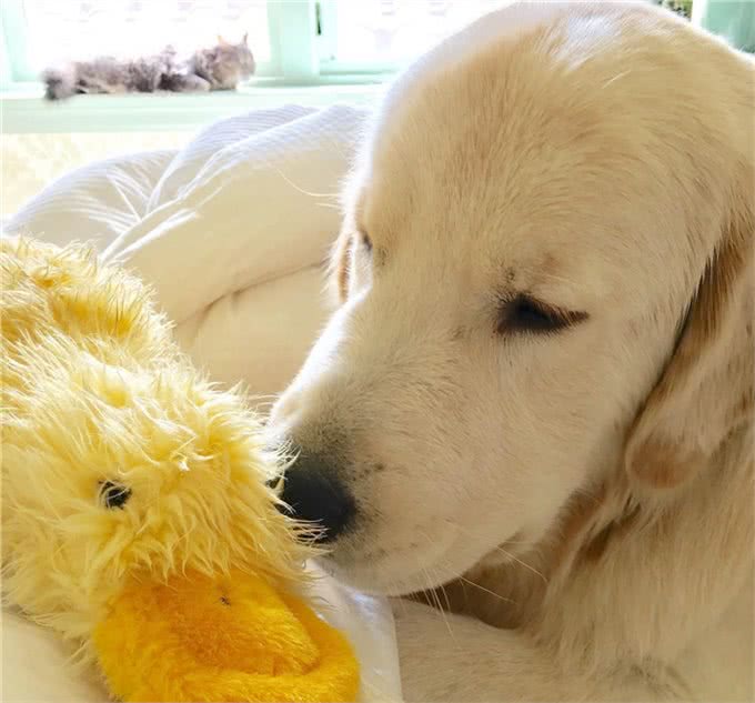 狗狗最渴望得到的是主人的口头表扬还是主人的抚摸表扬呢?