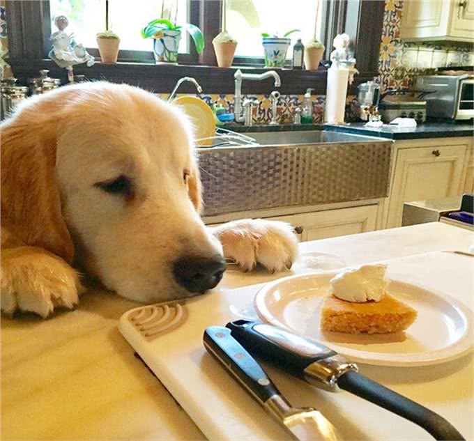 狗狗最渴望得到的是主人的口头表扬还是主人的抚摸表扬呢?