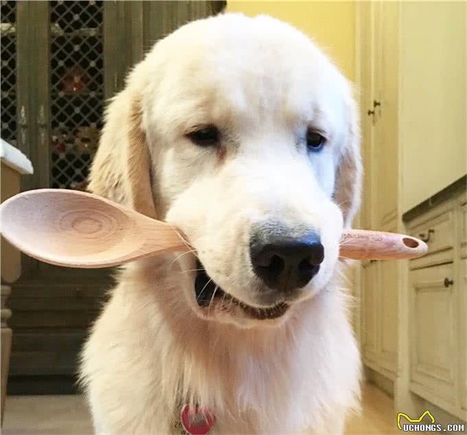 狗狗最渴望得到的是主人的口头表扬还是主人的抚摸表扬呢?