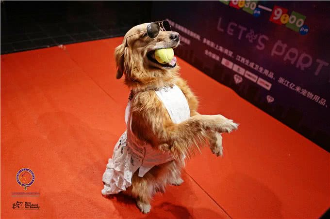 导盲犬是如何训练的?宠爱告诉您