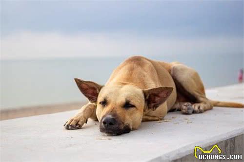 狗狗身体出现疼痛会有哪些症状?