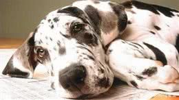 狗狗身体出现疼痛会有哪些症状?