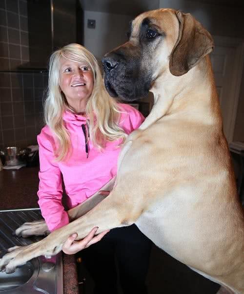 身高1米8被称为太阳神的大丹犬竟如此胆小，这种反差萌我给满分