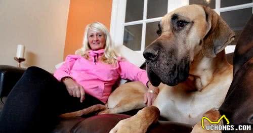 身高1米8被称为太阳神的大丹犬竟如此胆小，这种反差萌我给满分