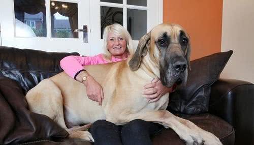 身高1米8被称为太阳神的大丹犬竟如此胆小，这种反差萌我给满分