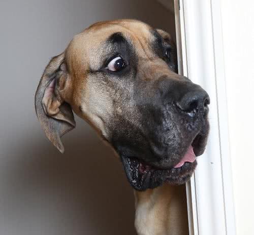 身高1米8被称为太阳神的大丹犬竟如此胆小，这种反差萌我给满分