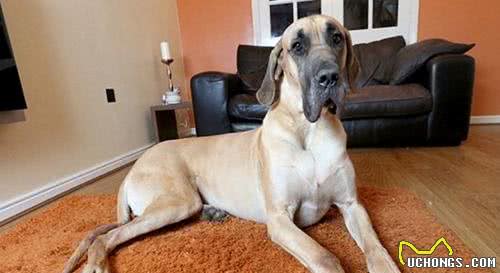 身高1米8被称为太阳神的大丹犬竟如此胆小，这种反差萌我给满分