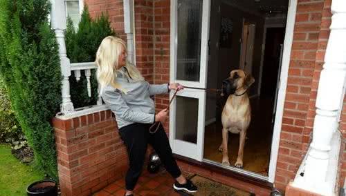 身高1米8被称为太阳神的大丹犬竟如此胆小，这种反差萌我给满分