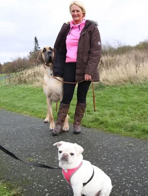 身高1米8被称为太阳神的大丹犬竟如此胆小，这种反差萌我给满分