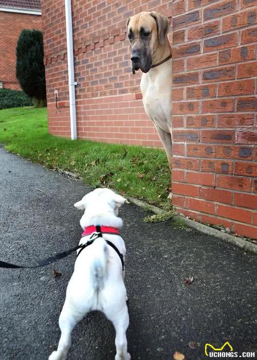 身高1米8被称为太阳神的大丹犬竟如此胆小，这种反差萌我给满分