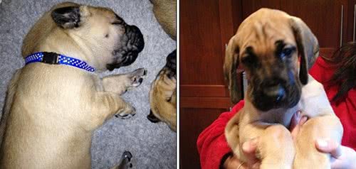 身高1米8被称为太阳神的大丹犬竟如此胆小，这种反差萌我给满分