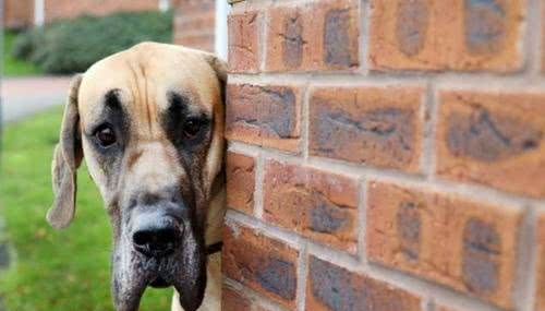 身高1米8被称为太阳神的大丹犬竟如此胆小，这种反差萌我给满分