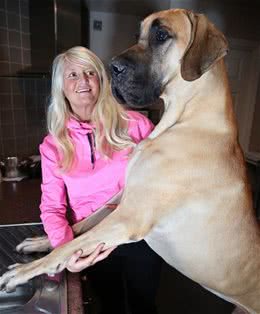 身高1米8被称为太阳神的大丹犬竟如此胆小，这种反差萌我给满分