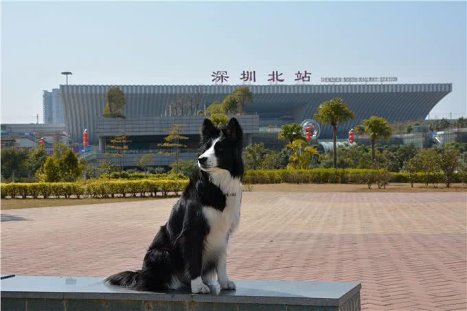 如何教狗狗接飞盘