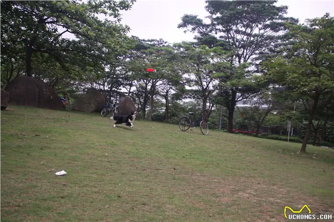 如何教狗狗接飞盘