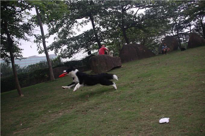 如何教狗狗接飞盘