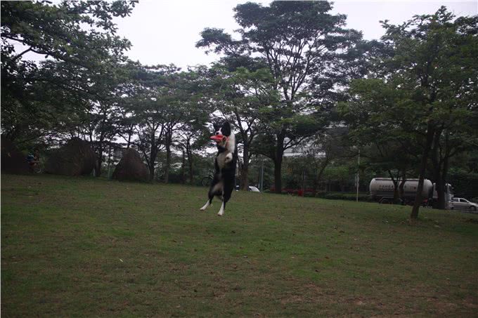 如何教狗狗接飞盘