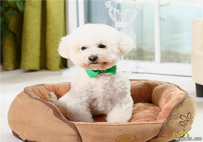 涨知识:幼犬感冒一般多久能好?幼犬感冒的有效护理手段