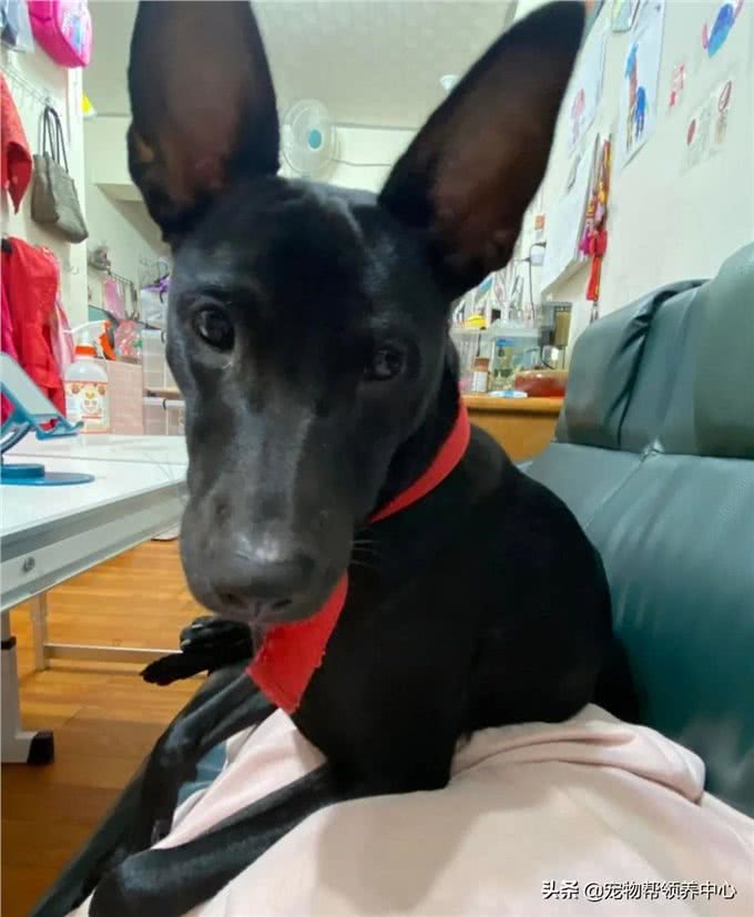 狗狗守着玩具做缝合手术，看似担心，实则是馋了，表情笑喷