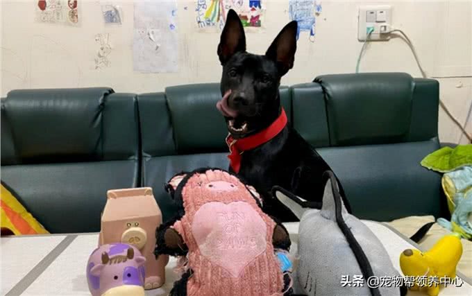 狗狗守着玩具做缝合手术，看似担心，实则是馋了，表情笑喷