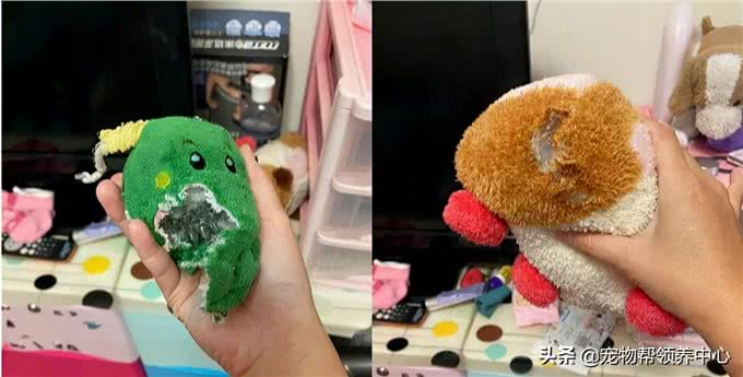 狗狗守着玩具做缝合手术，看似担心，实则是馋了，表情笑喷