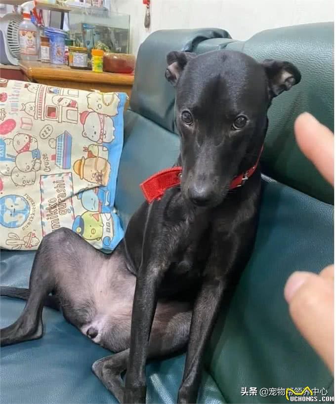 狗狗守着玩具做缝合手术，看似担心，实则是馋了，表情笑喷