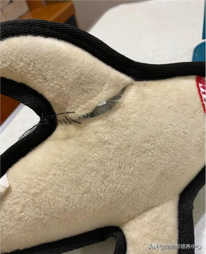 狗狗守着玩具做缝合手术，看似担心，实则是馋了，表情笑喷