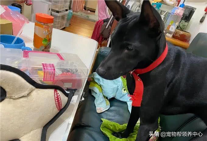 狗狗守着玩具做缝合手术，看似担心，实则是馋了，表情笑喷