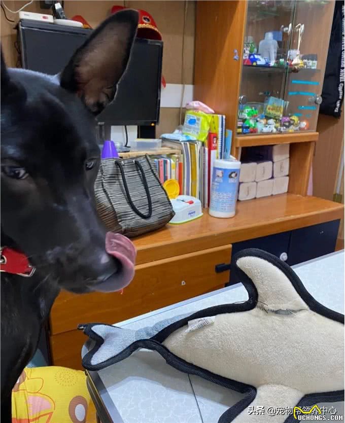 狗狗守着玩具做缝合手术，看似担心，实则是馋了，表情笑喷