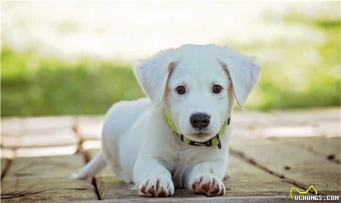 狗狗的健康检查，7个步骤简单上手，在家就能做