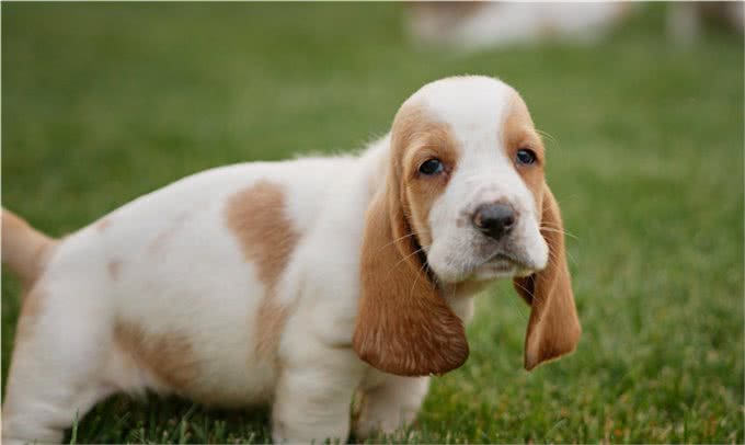 狗狗的健康检查，7个步骤简单上手，在家就能做