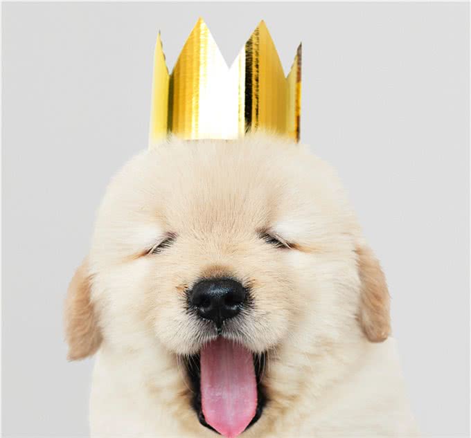 狗狗的健康检查，7个步骤简单上手，在家就能做