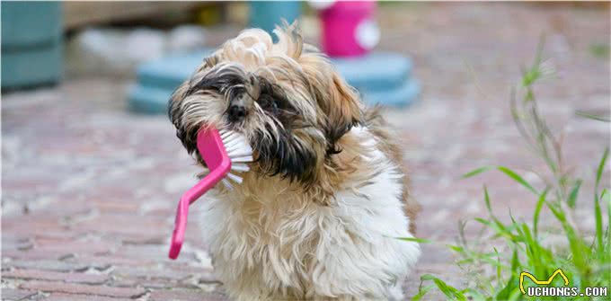 狗狗的健康检查，7个步骤简单上手，在家就能做