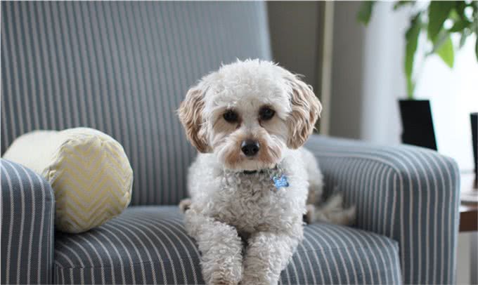 狗狗的健康检查，7个步骤简单上手，在家就能做