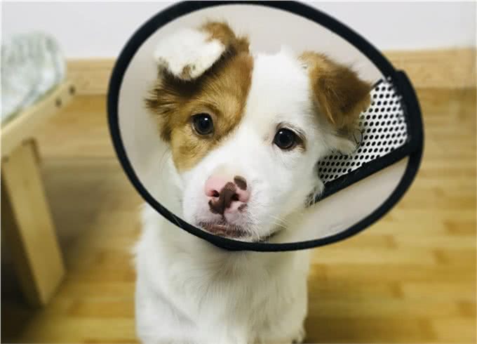 狗狗的健康检查，7个步骤简单上手，在家就能做