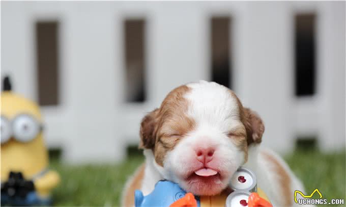 狗狗的健康检查，7个步骤简单上手，在家就能做