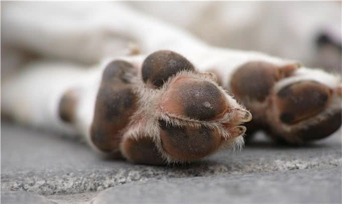 狗狗的健康检查，7个步骤简单上手，在家就能做