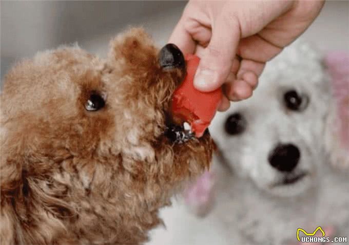 狗狗长期吃胡萝卜好吗?别过量喂食，容易中毒