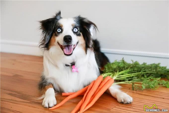 狗狗长期吃胡萝卜好吗?别过量喂食，容易中毒