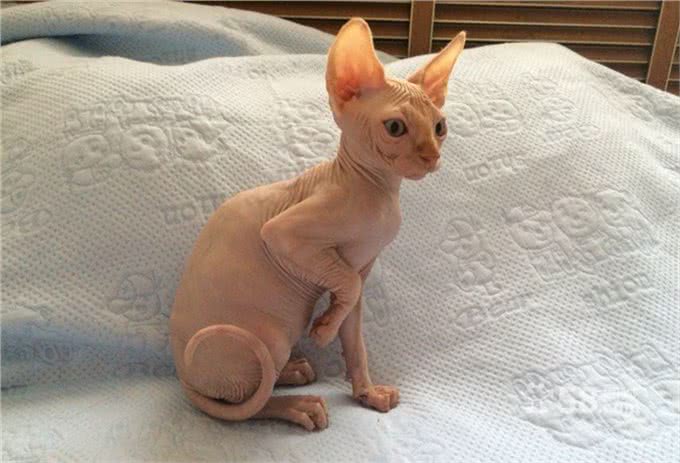 加拿大无毛猫又称斯芬克斯猫虽然丑，但很温柔