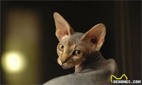 加拿大无毛猫又称斯芬克斯猫虽然丑，但很温柔