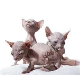 加拿大无毛猫又称斯芬克斯猫虽然丑，但很温柔