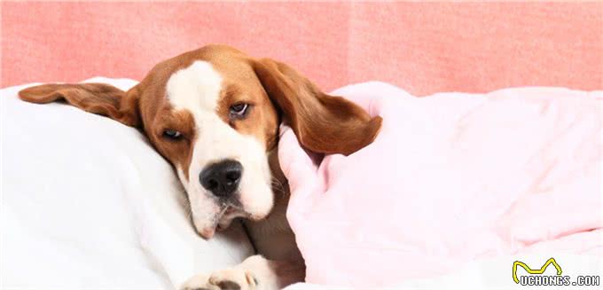 狗狗经常早上吐黄水到底是什么原因?怎么治疗?