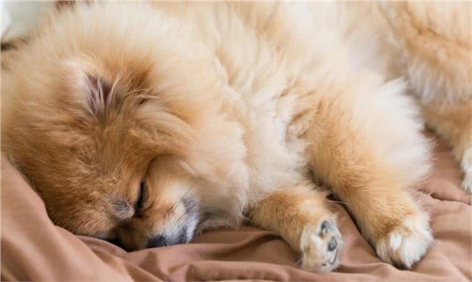 狗狗经常早上吐黄水到底是什么原因?怎么治疗?