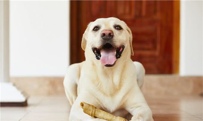 狗狗经常早上吐黄水到底是什么原因?怎么治疗?