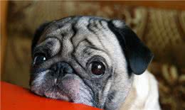 狗狗经常早上吐黄水到底是什么原因?怎么治疗?