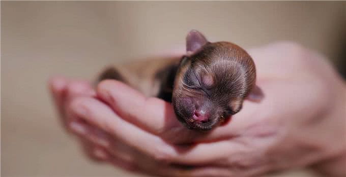 你真的了解汪吗?6条狗狗身上的冷知识，很少人知道