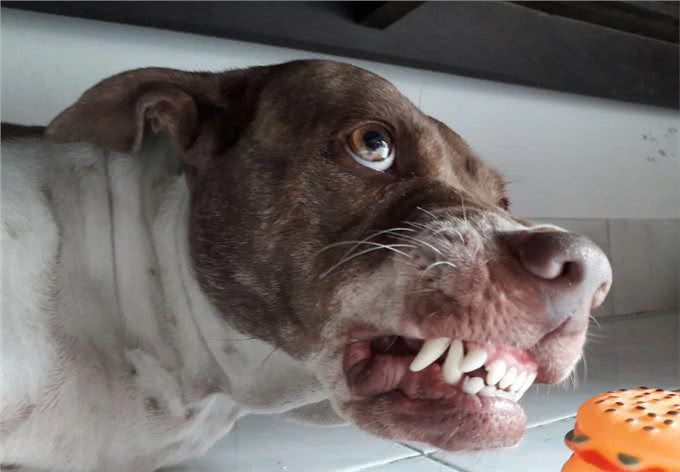 你真的了解汪吗?6条狗狗身上的冷知识，很少人知道