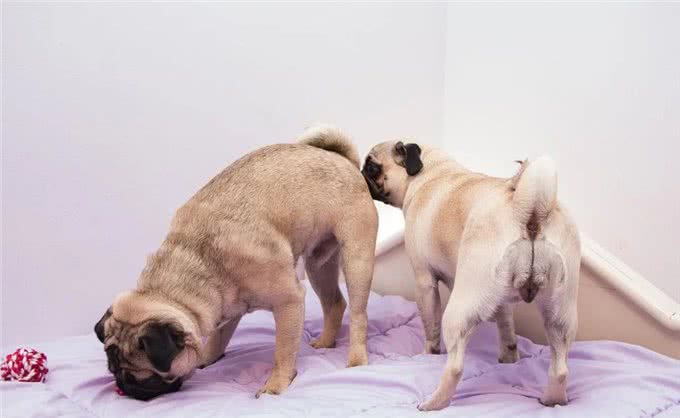 你真的了解汪吗?6条狗狗身上的冷知识，很少人知道